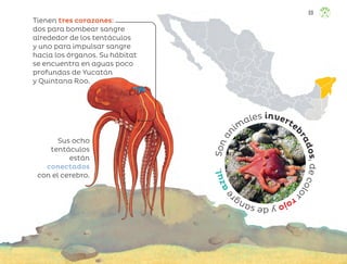 S
o
n
a
n
im
ales inverte
b
r
a
d
o
s
,
d
e
c
o
l
o
r
r
o
j
o
y
d
e
s
a
n
g
r
e
a
z
u
l
.
Tienen tres corazones:
dos para bombear sangre
alrededor de los tentáculos
y uno para impulsar sangre
hacia los órganos. Su hábitat
se encuentra en aguas poco
profundas de Yucatán
y Quintana Roo.
Sus ocho
tentáculos
están
conectados
con el cerebro.
69
ML_3º_Preescolar.indb 69
ML_3º_Preescolar.indb 69 07/06/24 15:54
07/06/24 15:54
 