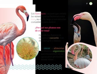 Los flamencos son aves que atraen
las miradas por su hermoso color
rosa, su cuello largo y sus extrañas
costumbres para dormir.
¿Por qué sus plumas son
de color rosa?
Cuando los flamencos
rompen el cascarón, son
de color gris o blanco.
Al crecer, se alimentan
de diversos organismos
que encuentran en las
aguas poco profundas
donde viven.
87
ML_3º_Preescolar.indb 87
ML_3º_Preescolar.indb 87 07/06/24 15:54
07/06/24 15:54
 