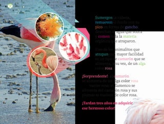 ¡Sorprendente!: el camarón
se alimenta de un alga color rosa
y se vuelve rosa; el flamenco se
alimenta del camarón rosa y sus
plumas se vuelven de color rosa.
Uno de los animalitos que
atrapan con mayor facilidad
es un tipo de camarón que se
alimenta, a su vez, de un alga
color rosa.
¡Tardan tres años en adquirir
ese hermoso color!
Sumergen la cabeza,
remueven el fondo con su
pico en forma de gancho,
desechan el agua que sobra
y comen toda la materia
orgánica que atraparon.
88
ML_3º_Preescolar.indb 88
ML_3º_Preescolar.indb 88 07/06/24 15:54
07/06/24 15:54
 
