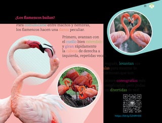 ¿Los flamencos bailan?
Para comunicarse entre machos y hembras,
los flamencos hacen una danza peculiar.
Primero, avanzan con
el cuello bien extendido
y giran rápidamente
la cabeza de derecha a
izquierda, repetidas veces.
Después, levantan sus
alas para mostrar lo
hermosas que son.
Existen coreografías más
complicadas, pero ¡todas
son divertidas de ver!
https://bit.ly/3JhMHXX
89
ML_3º_Preescolar.indb 89
ML_3º_Preescolar.indb 89 07/06/24 15:54
07/06/24 15:54
 