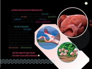 ¿Cómo duermen los flamencos?
Cuando los flamencos quieren dormir, se
detienen en pie sobre una sola pata y guardan
la cabeza bajo sus alas. Esta técnica les sirve
para protegerse del frío. ¡Qué equilibrio!
En la ría de Celestún,
en el estado de Yucatán,
se encuentra la única
población de flamenco
rosa conocida en América
del Norte. Cientos de ellos
llegan cada año, entre
diciembre y marzo, para
descansar y alimentarse.
¡Es la especie que tiene
el color rosa más intenso!
91
ML_3º_Preescolar.indb 91
ML_3º_Preescolar.indb 91 07/06/24 15:54
07/06/24 15:54
 