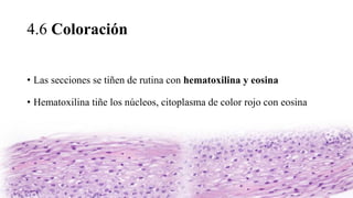 4.6 Coloración
• Las secciones se tiñen de rutina con hematoxilina y eosina
• Hematoxilina tiñe los núcleos, citoplasma de color rojo con eosina
 