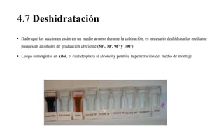 4.7 Deshidratación
• Dado que las secciones están en un medio acuoso durante la coloración, es necesario deshidratarlas mediante
pasajes en alcoholes de graduación creciente (50°, 70°, 96° y 100°)
• Luego sumergirlas en xilol, el cual desplaza al alcohol y permite la penetración del medio de montaje
 
