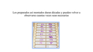 Los preparados así montados duran décadas y pueden volver a
observarse cuantas veces sean necesarias
 