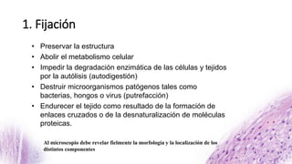 1. Fijación
Al microscopio debe revelar fielmente la morfología y la localización de los
distintos componentes
• Preservar la estructura
• Abolir el metabolismo celular
• Impedir la degradación enzimática de las células y tejidos
por la autólisis (autodigestión)
• Destruir microorganismos patógenos tales como
bacterias, hongos o virus (putrefacción)
• Endurecer el tejido como resultado de la formación de
enlaces cruzados o de la desnaturalización de moléculas
proteicas.
 