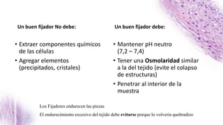 Un buen fijador No debe:
• Extraer componentes químicos
de las células
• Agregar elementos
(precipitados, cristales)
Un buen fijador debe:
• Mantener pH neutro
(7,2 – 7,4)
• Tener una Osmolaridad similar
a la del tejido (evite el colapso
de estructuras)
• Penetrar al interior de la
muestra
Los Fijadores endurecen las piezas
El endurecimiento excesivo del tejido debe evitarse porque lo volvería quebradizo
 
