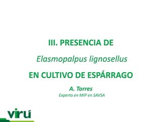 III. PRESENCIA DE
 Elasmopalpus lignosellus
EN CULTIVO DE ESPÁRRAGO
           A. Torres
      Experto en MIP en SAVSA
 