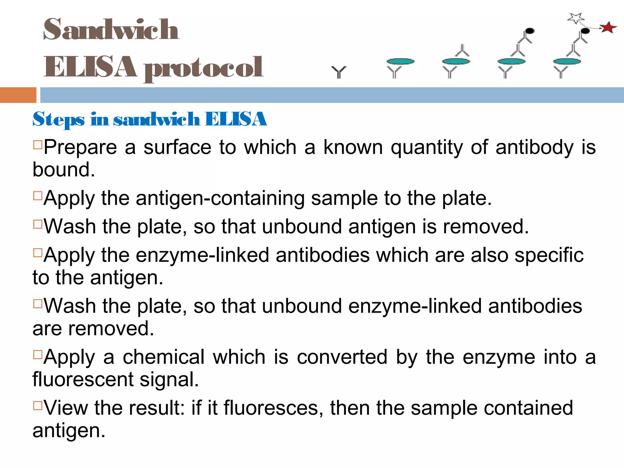 Sandwich
ELISA protocol
Steps in sandwich ELISA
Prepare a surface to which a known quantity of antibody is
bound.
Apply the antigen-containing sample to the plate.
Wash the plate, so that unbound antigen is removed.
Apply the enzyme-linked antibodies which are also specific
to the antigen.
Wash the plate, so that unbound enzyme-linked antibodies
are removed.
Apply a chemical which is converted by the enzyme into a
fluorescent signal.
View the result: if it fluoresces, then the sample contained
antigen.
 