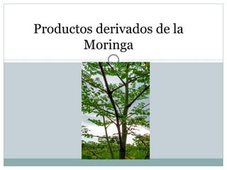 Productos derivados de la
        Moringa
 