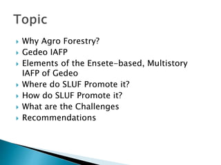  Why Agro Forestry?
Gedeo IAFP
Elements of the Ensete-based, Multistory
IAFP of Gedeo
Where do SLUF Promote it?
How do SLUF Promote it?
What are the Challenges
Recommendations