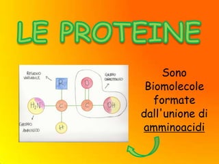 Sono
Biomolecole
formate
dall'unione di
amminoacidi
 