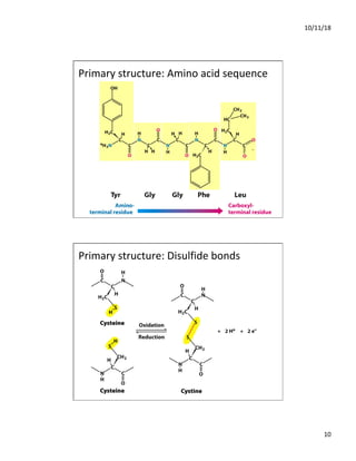 10/11/18
10
Primary structure: Amino acid sequence
Primary structure: Disulfide bonds
 