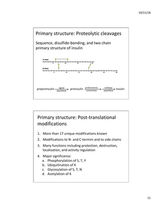 10/11/18
11
Sequence, disulfide-bonding, and two chain
primary structure of insulin
Primary structure: Proteolytic cleavages
preproinsulin proinsulin insulin
signal
peptidase
prohormone
convertase
carboxy-
peptidase
Primary structure: Post-translational
modifications
1. More than 17 unique modifications known
2. Modifications to N- and C-termini and to side chains
3. Many functions including protection, destruction,
localization, and activity regulation
4. Major significance:
a. Phosphorylation of S, T, Y
b. Ubiquitination of K
c. Glycosylation of S, T, N
d. Acetylation of K
 