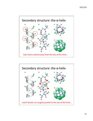 10/11/18
17
Secondary structure: the α-helix
Side chains extend away from the axis of the helix...
Secondary structure: the α-helix
..and H-bonds run roughly parallel to the axis of the helix...
 
