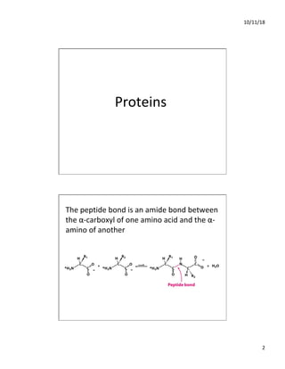 10/11/18
2
Proteins
The peptide bond is an amide bond between
the α-carboxyl of one amino acid and the α-
amino of another
 