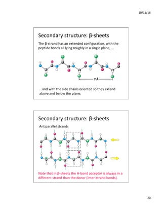 10/11/18
20
Secondary structure: β-sheets
The β-strand has an extended configuration, with the
peptide bonds all lying roughly in a single plane, ...
...and with the side chains oriented so they extend
above and below the plane.
Secondary structure: β-sheets
Antiparallel strands
Note that in β-sheets the H-bond acceptor is always in a
different strand than the donor (inter-strand bonds).
 