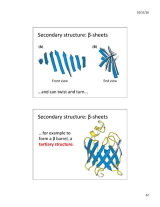10/11/18
22
Secondary structure: β-sheets
...and can twist and turn...
Front view End view
Secondary structure: β-sheets
...for example to
form a β barrel, a
tertiary structure.
 
