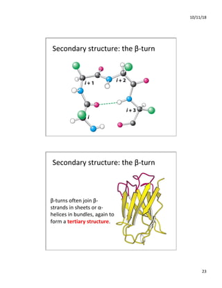 10/11/18
23
Secondary structure: the β-turn
Secondary structure: the β-turn
β-turns often join β-
strands in sheets or α-
helices in bundles, again to
form a tertiary structure.
 