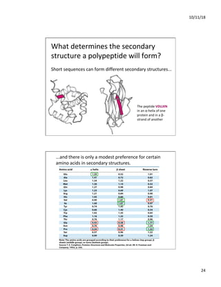 10/11/18
24
What determines the secondary
structure a polypeptide will form?
The peptide VDLLKN
in an α-helix of one
protein and in a β-
strand of another
Short sequences can form different secondary structures...
...and there is only a modest preference for certain
amino acids in secondary structures.
 