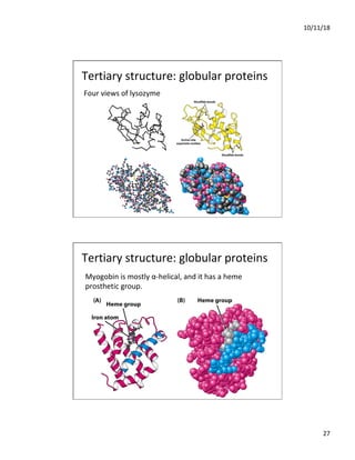 10/11/18
27
Four views of lysozyme
Tertiary structure: globular proteins
Myogobin is mostly α-helical, and it has a heme
prosthetic group.
Tertiary structure: globular proteins
 