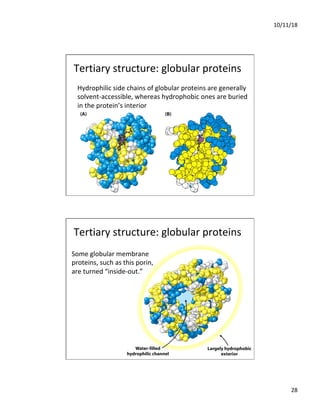 10/11/18
28
Hydrophilic side chains of globular proteins are generally
solvent-accessible, whereas hydrophobic ones are buried
in the protein’s interior
Tertiary structure: globular proteins
Some globular membrane
proteins, such as this porin,
are turned “inside-out.”
Tertiary structure: globular proteins
 