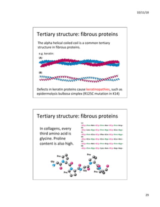 10/11/18
29
The alpha helical coiled coil is a common tertiary
structure in fibrous proteins.
e.g. keratin:
Tertiary structure: fibrous proteins
Defects in keratin proteins cause keratinopathies, such as
epidermolysis bulbosa simplex (R125C mutation in K14)
In collagens, every
third amino acid is
glycine. Proline
content is also high.
Tertiary structure: fibrous proteins
 