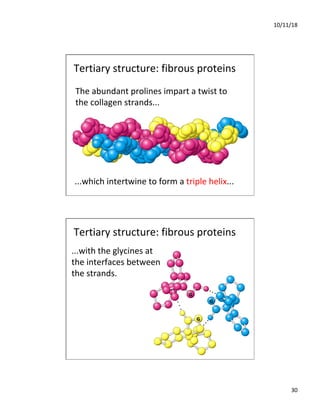 10/11/18
30
...which intertwine to form a triple helix...
The abundant prolines impart a twist to
the collagen strands...
Tertiary structure: fibrous proteins
...with the glycines at
the interfaces between
the strands.
Tertiary structure: fibrous proteins
 