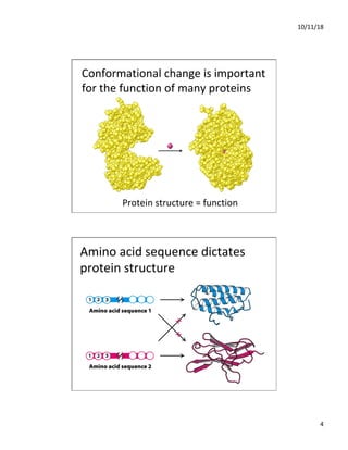 10/11/18
4
Conformational change is important
for the function of many proteins
Protein structure = function
Amino acid sequence dictates
protein structure
 