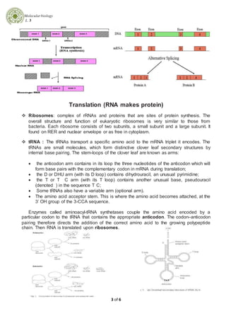 Molecularbiology
L. 3
3 of 6
Translation (RNA makes protein)
 Ribosomes: complex of rRNAs and proteins that are sites of protein synthesis. The
overall structure and function of eukaryotic ribosomes is very similar to those from
bacteria. Each ribosome consists of two subunits, a small subunit and a large subunit. It
found on RER and nuclear envelope or as free in cytoplasm.
 tRNA : The tRNAs transport a specific amino acid to the mRNA triplet it encodes. The
tRNAs are small molecules, which form distinctive clover leaf secondary structures by
internal base pairing. The stem-loops of the clover leaf are known as arms:
 the anticodon arm contains in its loop the three nucleotides of the anticodon which will
form base pairs with the complementary codon in mRNA during translation;
 the D or DHU arm (with its D loop) contains dihydrouracil, an unusual pyrimidine;
 the T or T C arm (with its T loop) contains another unusual base, pseudouracil
(denoted ) in the sequence T C;
 Some tRNAs also have a variable arm (optional arm).
 The amino acid acceptor stem. This is where the amino acid becomes attached, at the
3’ OH group of the 3-CCA sequence.
Enzymes called aminoacyl-tRNA synthetases couple the amino acid encoded by a
particular codon to the tRNA that contains the appropriate anticodon. The codon–anticodon
pairing therefore directs the addition of the correct amino acid to the growing polypeptide
chain. Then RNA is translated upon ribosomes.
 