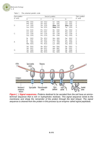 Molecularbiology
L. 3
6 of 6
Figure ( ) Signal sequences. Proteins destined to be secreted from the cell have an amino-
terminal sequence that is rich in hydrophobic residues. This signal sequence binds to the
membrane and draws the remainder of the protein through the lipid bilayer. The signal
sequence is cleaved from the protein in this process by an enzyme called signal peptidase.
 