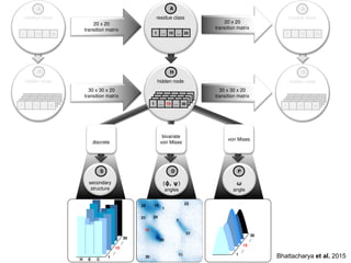 hidden node
30 x 30 x 20
transition matrix
30 x 30 x 20
transition matrix
residue class
1 … 10 … 20
discrete
bivariate
von Mises
von Mises
secondary
structure
(ϕ, ψ)
angles
ω
angle
1 … 15 … 30
hidden node
1 … 15 … 30
hidden node
1 … 15 … 30
20 x 20
transition matrix
20 x 20
transition matrix
residue class
1 … 10 … 20
residue class
1 … 10 … 20
H E C
1
17
20
25
30
24
1
…
15
30
…
1
…
15
30
…
21
11
19
7
15
23
Bhattacharya et al. 2015
 