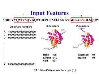 SDDEVYQYIVSQVKQYGIEPCSAELLSRKYGDKAKYHLSQRW
i j
A 10000000000000000000
C 01000000000000000000
D 00100000000000000000
.
.
.
.
.
.
.
Y 00000000000000000001
Strand
Helix
Coil
Helix 100
Strand 010
Coil 001
Exposed
Buried
Exposed 10
Buried 01
20 binary numbers 3 numbers 2 numbers
25 * 18 = 400 features for a pair (i, j)
 
