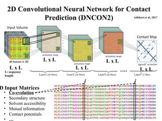 2D Convolutional Neural Network for Contact
Prediction (DNCON2)
i j
• Co-evolution
• Secondary structure
• Solvent accessibility
• Mutual information
• Contact potentials
• …
D Input Matrices
Adhikari et al., 2017
L x L
L x L
L x L
L x L
L x L
L: sequence
length
 