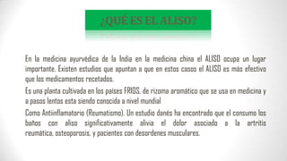 ¿QUÉ ES EL ALISO?
En la medicina ayurvédica de la India en la medicina china el ALISO ocupa un lugar
importante. Existen estudios que apuntan a que en estos casos el ALISO es más efectivo
que los medicamentos recetados.
Es una planta cultivada en los países FRIOS, de rizoma aromático que se usa en medicina y
a pasos lentos esta siendo conocida a nivel mundial
Como Antiinflamatorio (Reumatismo). Un estudio danés ha encontrado que el consumo los
baños con aliso significativamente alivia el dolor asociado a la artritis
reumática, osteoporosis, y pacientes con desordenes musculares.

 