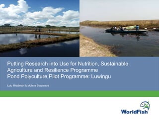 PHOTO
Putting Research into Use for Nutrition, Sustainable
Agriculture and Resilience Programme
Pond Polyculture Pilot Programme: Luwingu
Lulu Middleton & Muleya Syapwaya
 