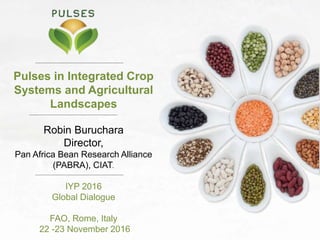 Pulses in Integrated Crop
Systems and Agricultural
Landscapes
Robin Buruchara
Director,
Pan Africa Bean Research Alliance
(PABRA), CIAT.
IYP 2016
Global Dialogue
FAO, Rome, Italy
22 -23 November 2016
 