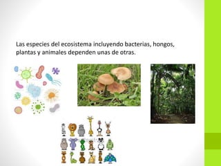 Las especies del ecosistema incluyendo bacterias, hongos,
plantas y animales dependen unas de otras.
 