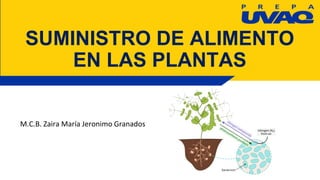 SUMINISTRO DE ALIMENTO
EN LAS PLANTAS
M.C.B. Zaira María Jeronimo Granados
 