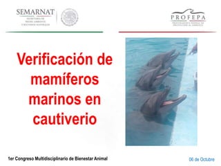 1er Congreso Multidisciplinario de Bienestar Animal
Verificación de
mamíferos
marinos en
cautiverio
06 de Octubre
 