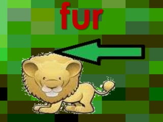 fur

 