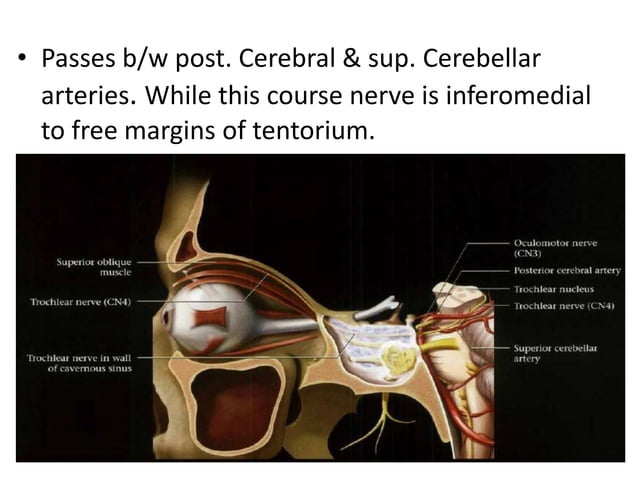 3rd, 4th and 6th cranial nerve | PPTX | Brain and Nervous System ...