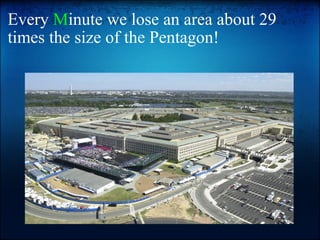 Every  M inute we lose an area about 29 times the size of the Pentagon!   