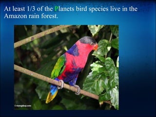 At least 1/3 of the  P lanets bird species live in the Amazon rain forest.   