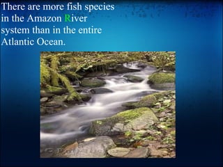 There are more fish species in the Amazon  R iver system than in the entire Atlantic Ocean. 