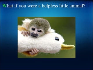 W hat if you were a helpless little animal?   