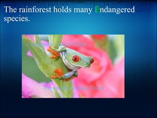 The rainforest holds many  E ndangered species. 