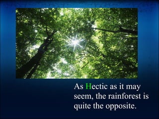 As  H ectic as it may seem, the rainforest is quite the opposite. 