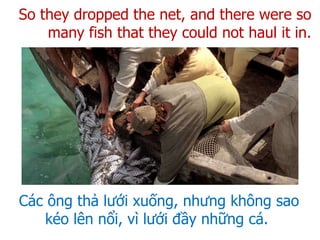 So they dropped the net, and there were so
many fish that they could not haul it in.
Các ông thả lưới xuống, nhưng không sao
kéo lên nổi, vì lưới đầy những cá.
 