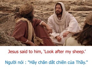 Người nói : "Hãy chăn dắt chiên của Thầy."
Jesus said to him, ‘Look after my sheep.’
 