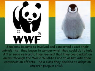 Students became so involved and concerned about their
animals that they began to wonder what they could do to help.
 After some research, they learned that they could adopt an
 animal through the World Wildlife Fund to assist with their
  conservation efforts. As a class they decided to adopt an
                   emperor penguin chick.
 
